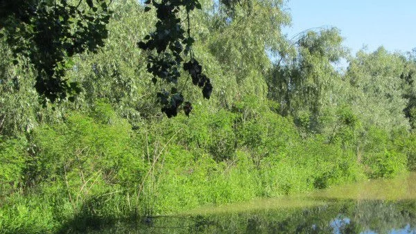 Български букови гори може да станат европейско наследство