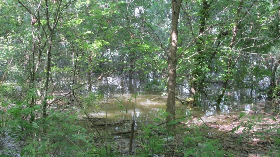 Само 20% от актовете за незаконна сеч влизат в сила