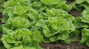 2015/04/09/0243863001428568188