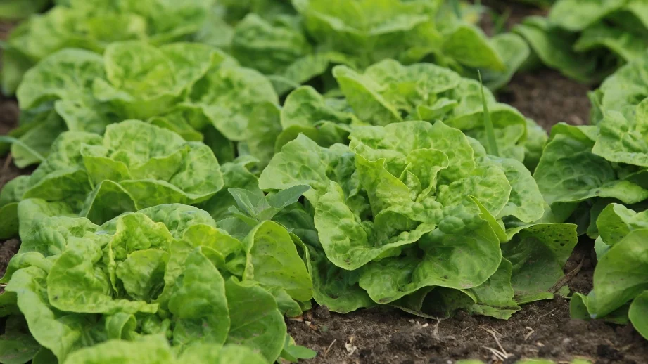 Има ли нитрати в зелената салата?