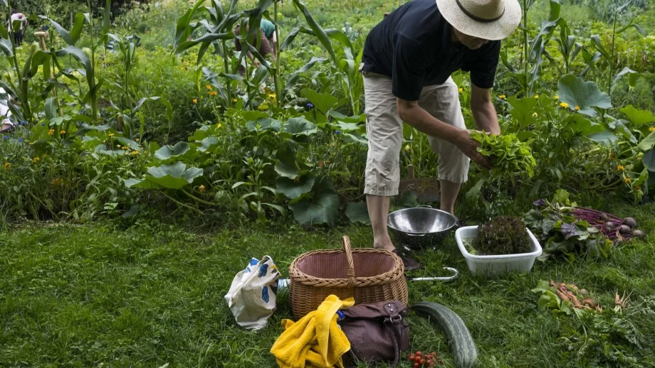 Превеждат директните плащания за биологично растениевъдство 