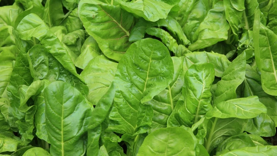 Унищожават 700 кг спанак заради открития татул