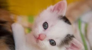 5 котета си търсят дом