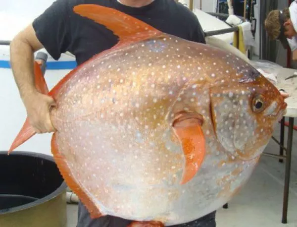 Откриха първата топлокръвна риба