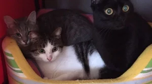 Две котета намериха осиновителите си на първата “котешка среща” в София   