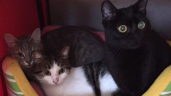 Две котета намериха осиновителите си на първата “котешка среща” в София   