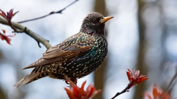 Алея на птиците ще има в Борисовата градина