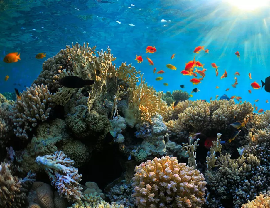 Кораловите рифове край африканския бряг са застрашени от изчезване до 50 години