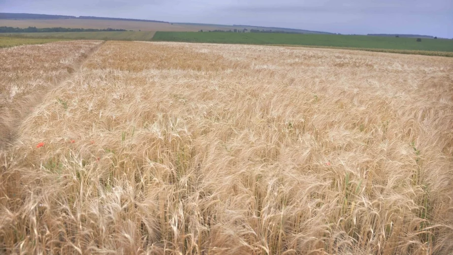 Пшеницата и олиото поевтинели рекордно през тази година