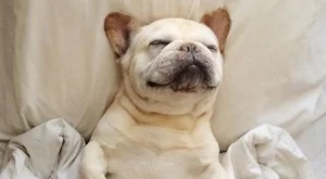 Как да почиствате животинските косми