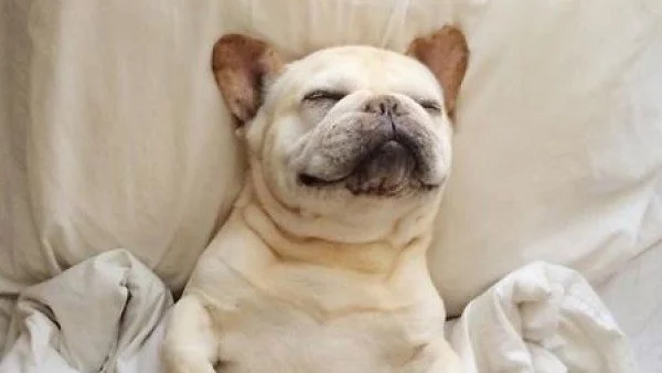 Как да почиствате животинските косми