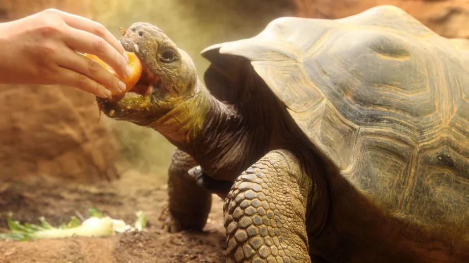 Най-старата костенурка в света стана на 190 (ВИДЕО)