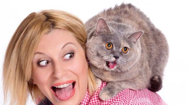 Как да се подготвим преди да вземем коте у дома в 10 стъпки