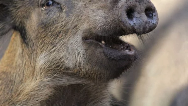 Намаляват се ограниченията за лов на диви свине