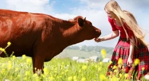 Притча за красивата  жена и кравите