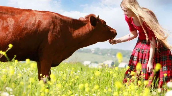 Притча за красивата  жена и кравите