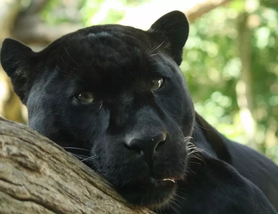 Зоопаркът в Бургас има нов обитател