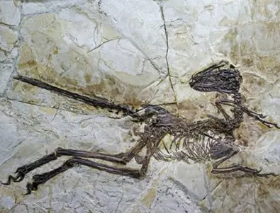 Вкаменелост на птерозавър със 7-метров размах на крилата откриха в Австралия 