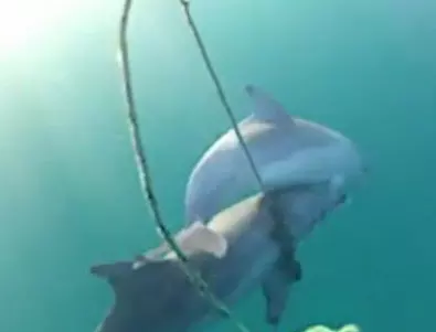 Мъртви делфини открити край Созопол, еколог с тъжна констатация