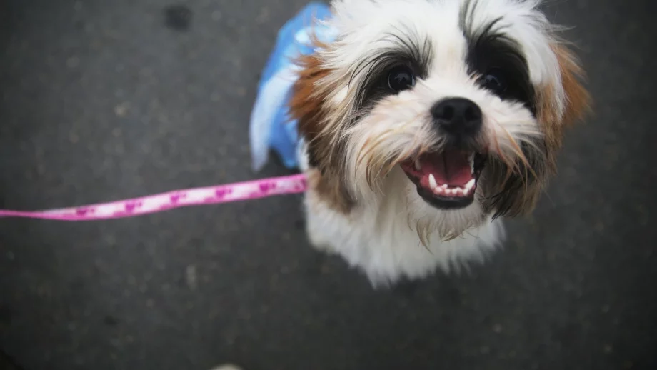 В тази страна на 23 юни е позволено да вземете кучето си на работа