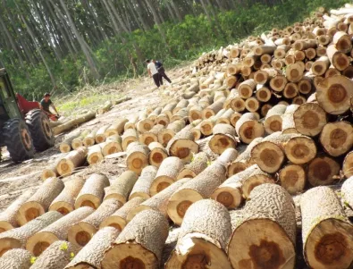 Нито един сигнал за доставена некачествена дървесина в Ивайловград