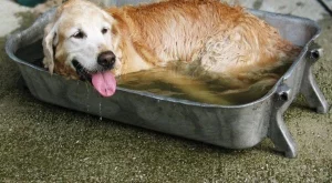 Да предпазим домашните любимци от летните горещини