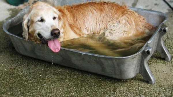 Да предпазим домашните любимци от летните горещини