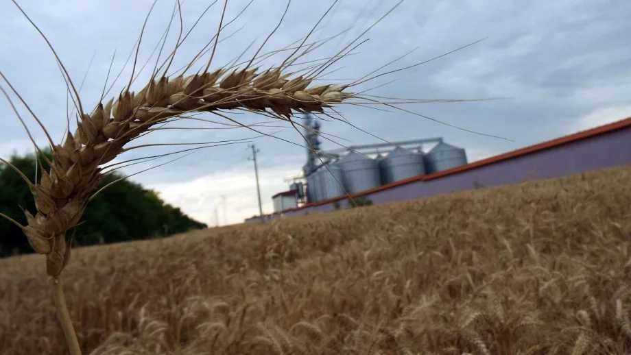 Пшеницата се продава за 285-300 лв. за тон