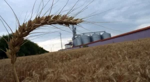 Зърнените култури в България си остават номер едно, доматите и краставиците страдат