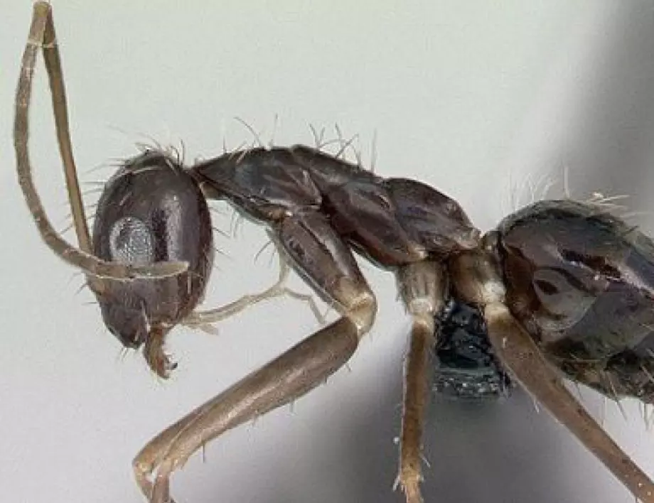 10 метода да се отървем завинаги от мравки, хлебарки, бълхи и всякакви гадинки