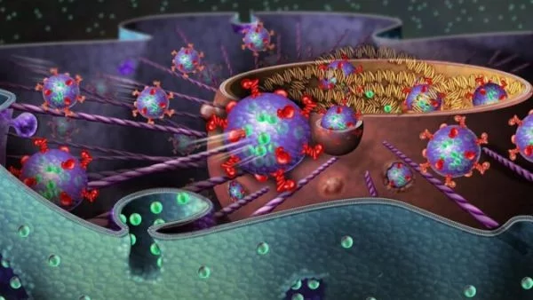 Модифицирана рибозома синтезира белтъци по поръчка