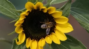 Реколтата от слънчоглед е застрашена заради сушата