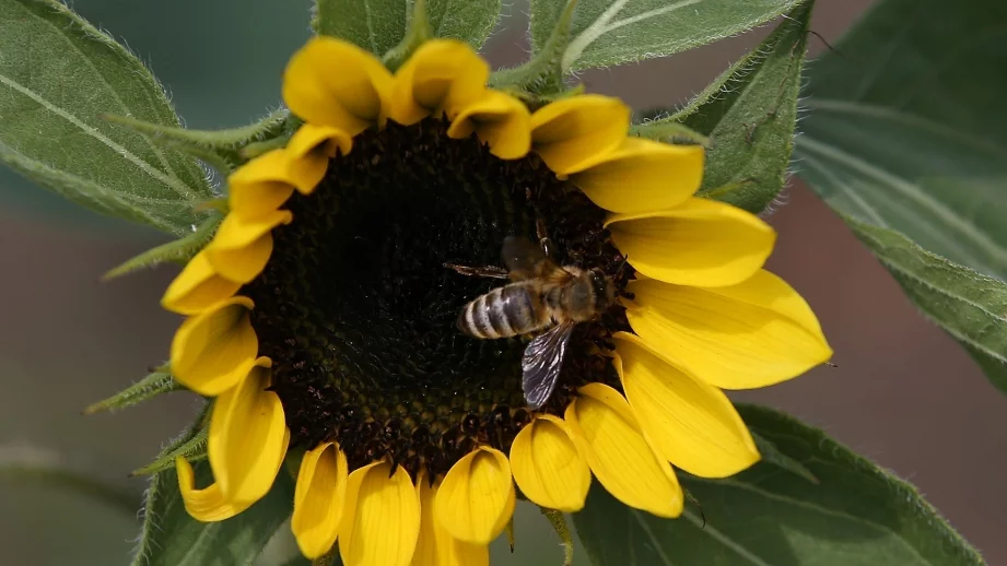 Реколтата от слънчоглед е застрашена заради сушата