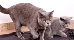 Профилактика за здрави котки, спокойни стопани и по-малко разходи