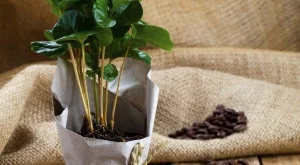 Да си отглеждаш кафе в саксия