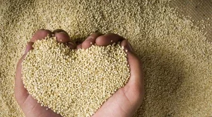 Ползи за здравето от яденето на киноа