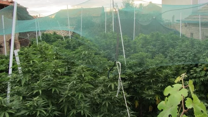 16 български фирми отглеждат законно марихуана 