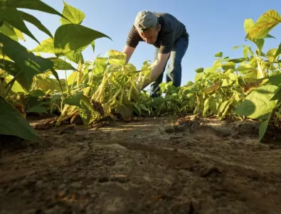 Испания има нужда от работници за земеделието