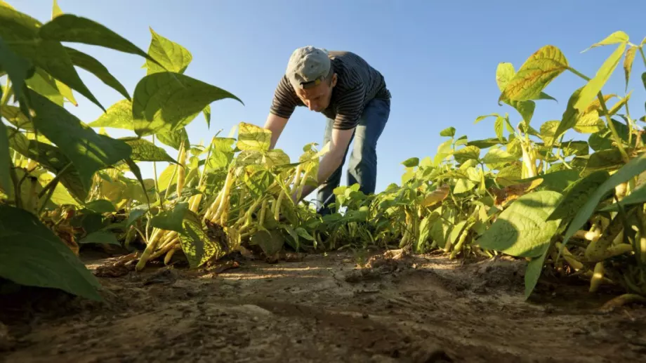 Източноевропейци спасяват реколтата в Западна Европа