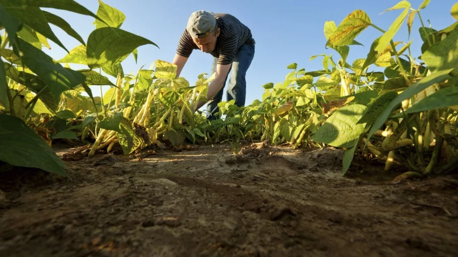 Brexit и българските земеделски работници