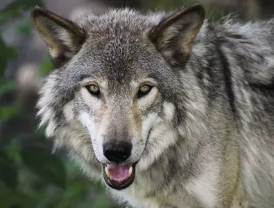 Четвърти ден издирват избягалата вълчица от зоопарка в Благоевград