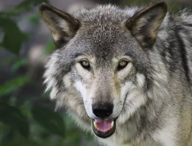 Вълци изяждат дивеча в Смолянско