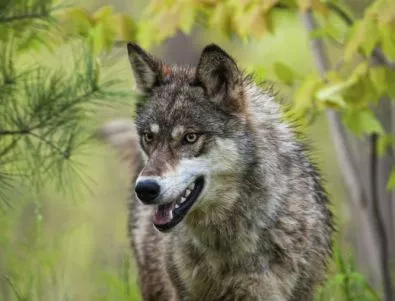 Все още не е заловен избягалият от зоопарка в Благоевград вълк
