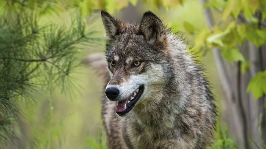 БАБХ ваксинира диви животни срещу бяс 