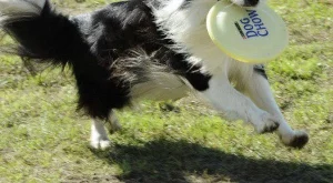 Живей активно и със своето куче този уикенд