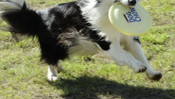 Живей активно и със своето куче този уикенд