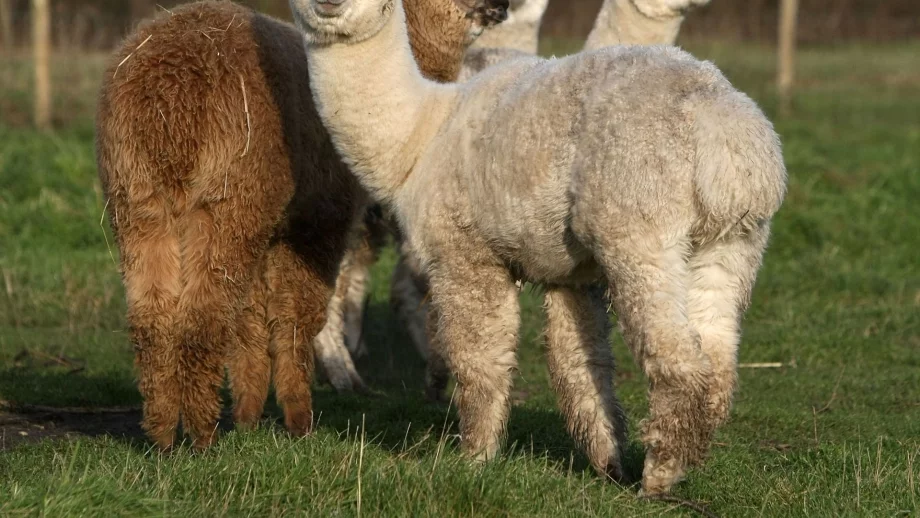 Абсурдни, но напълно реални извинения за искане на свободен ден