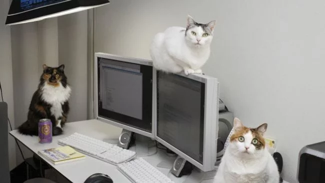 В този офис работят не само хора 