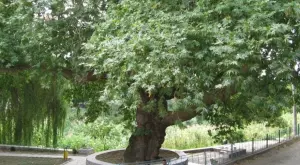 Черница на 450 години е сред финалистите в конкурса „Дърво с корен 2020“