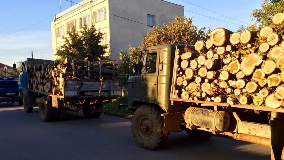 Увредената от корояд дървесина ще бъде усвоена